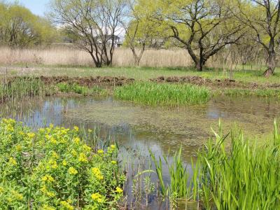 サクラソウトラスト地全景