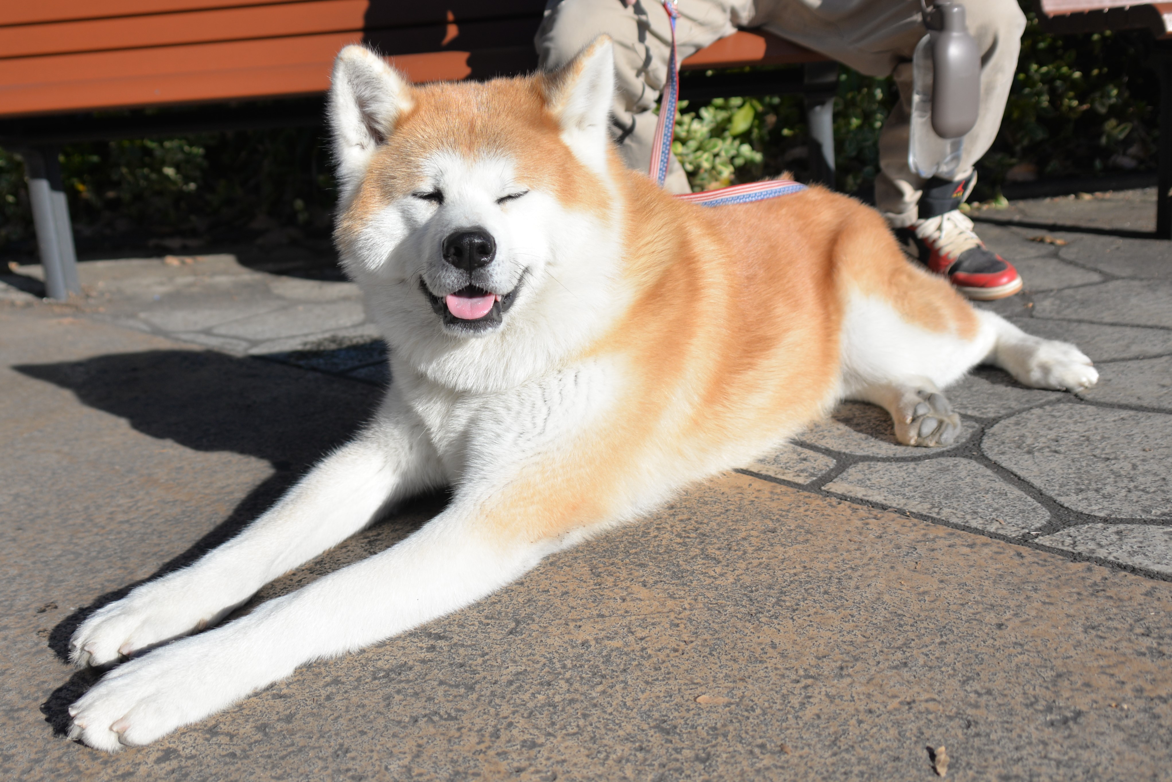 秋田犬