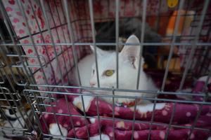 保護猫ちゃん