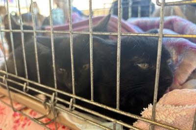 黒猫３兄弟