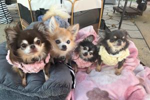 看板犬４頭
