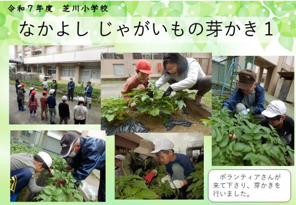 なかよし　じゃがいも