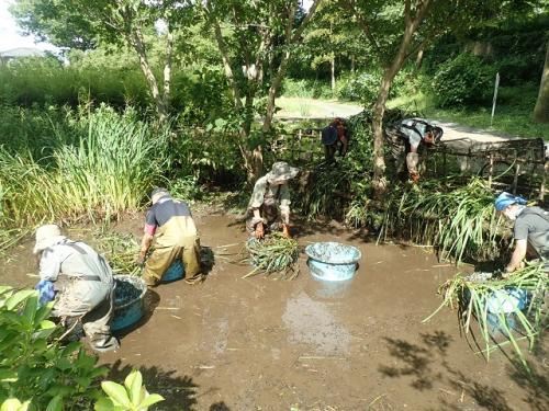 外来植物の除去作業