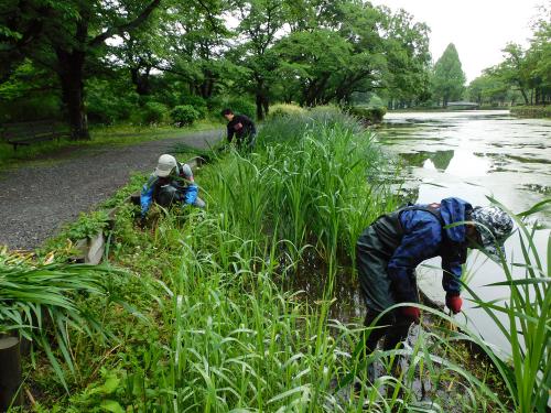 浅場の外来植物駆除と植生管理作業