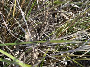 サラソウトラスト地管理作業