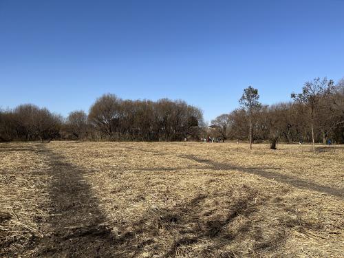 サラソウトラスト地管理作業