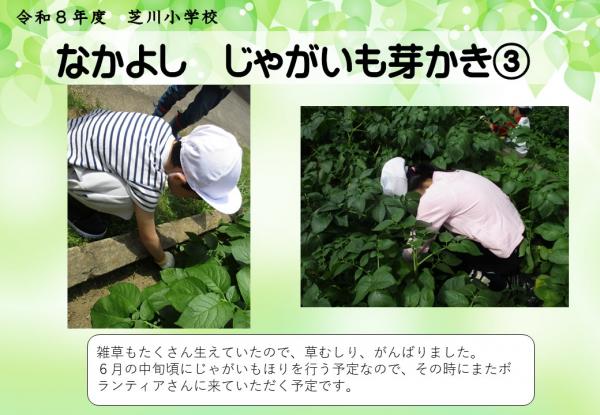 なかよし　じゃがいも