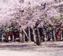 氷川神社写真